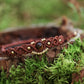 Tigerauge Perlen Armband